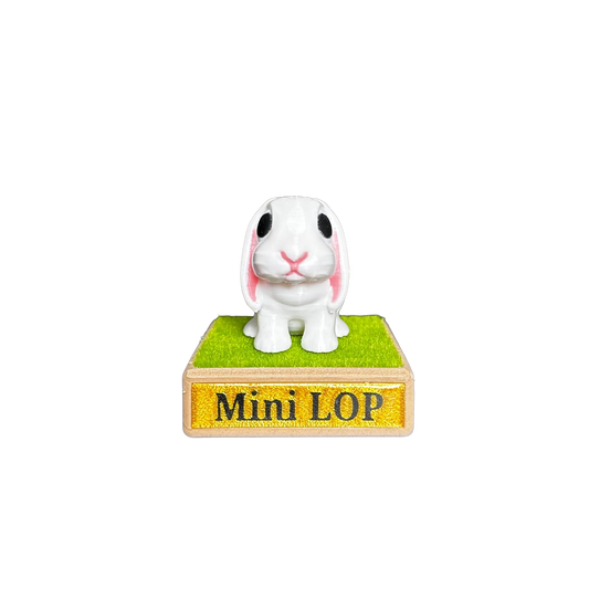 Mini Lop Rabbit